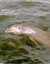 marine conservation dolphin