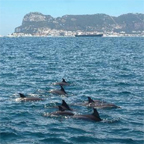 Dolphins in Gibraltar Bay